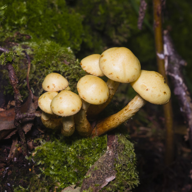 黄丝菌