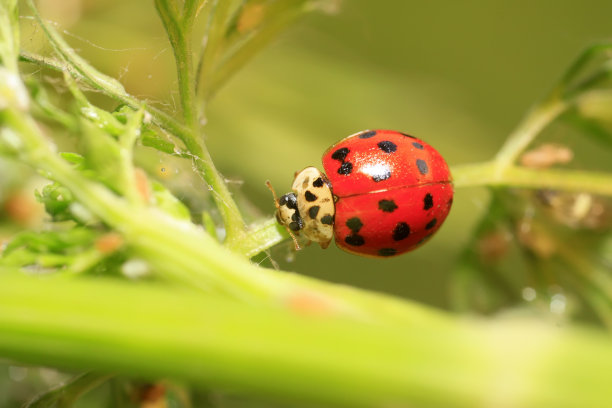 beetles