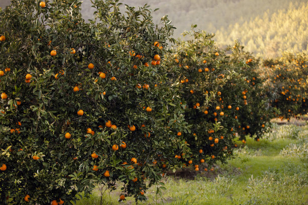 orchard