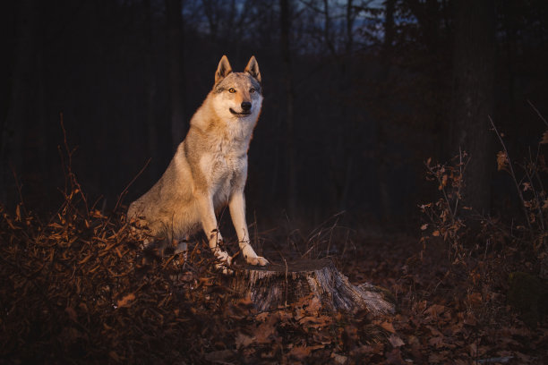 wolf