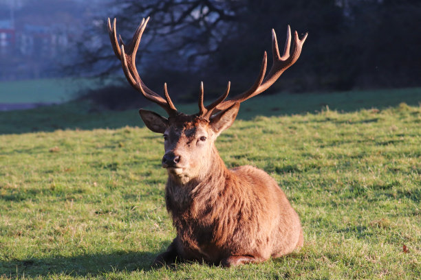 deer