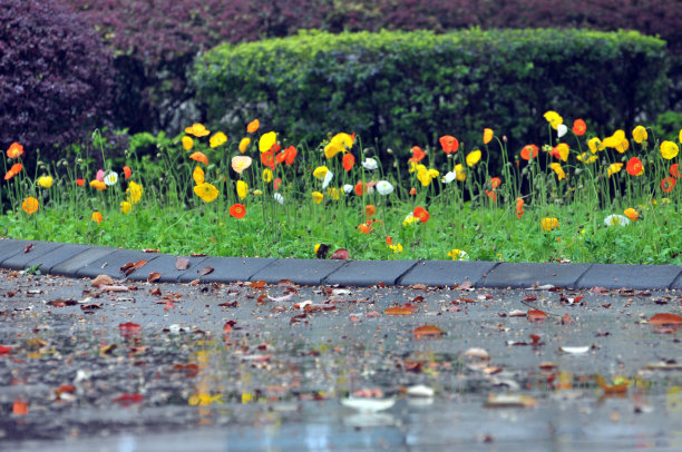 雨小清新