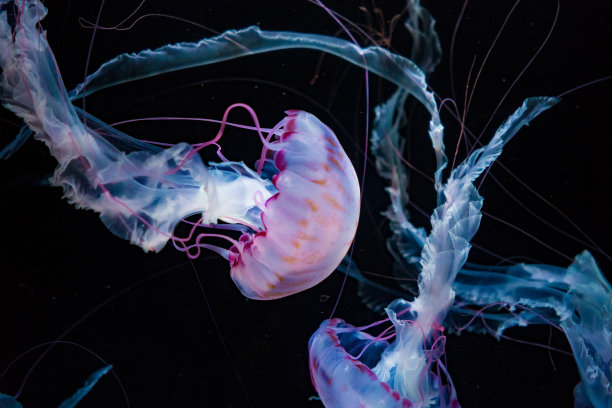 jellyfish