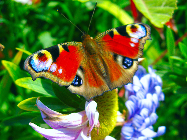 红纹蝶
