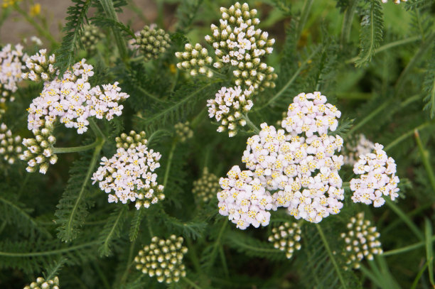 achillea
