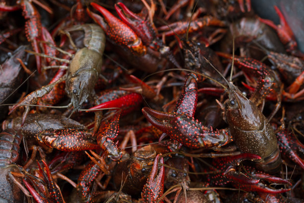 crawdad