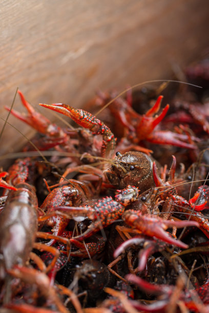 crawdad