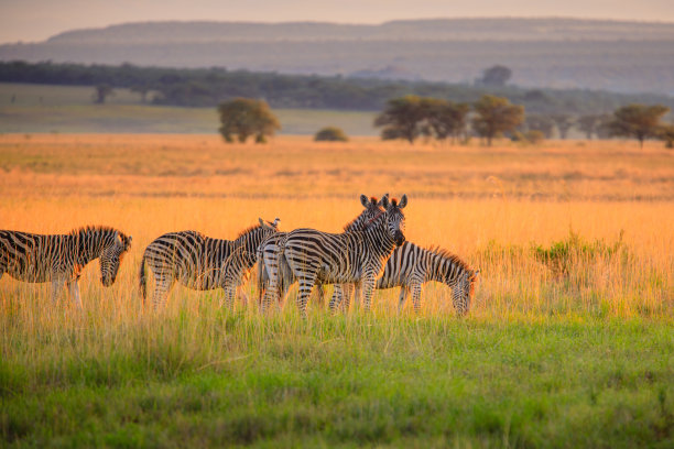 zebra