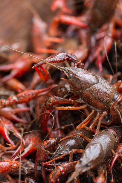 crawdad