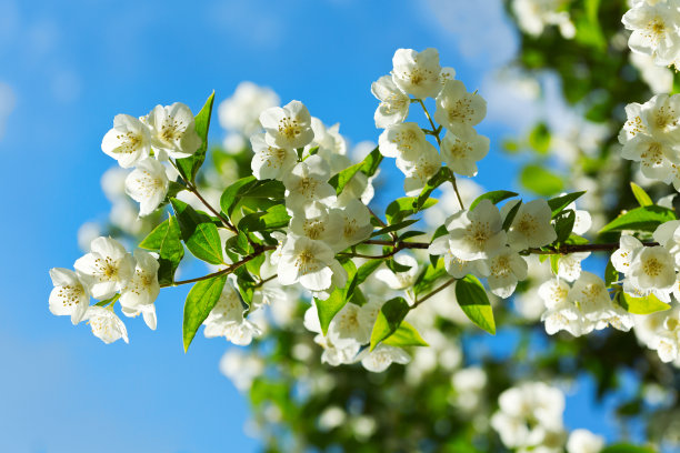 jasmine