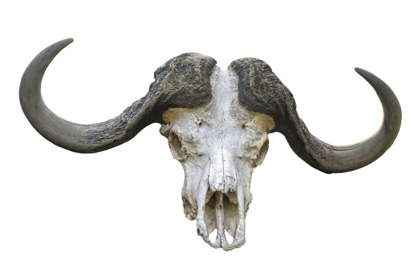 skeleton