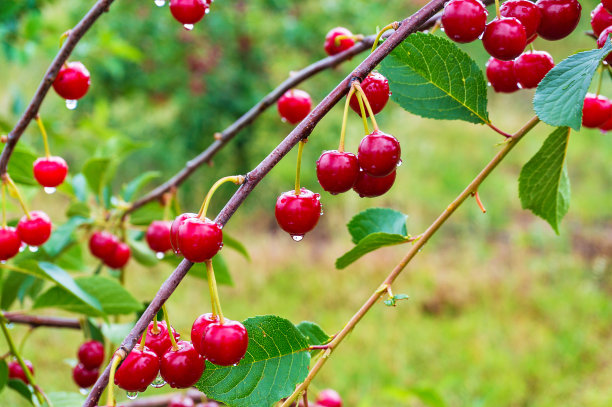 orchard