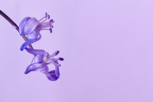 hyacinthoides