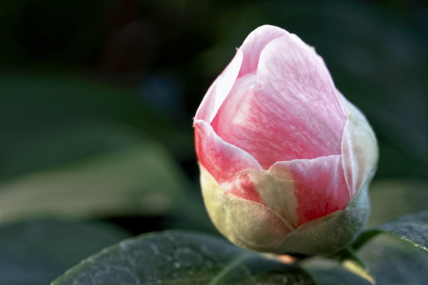 粉色山茶花