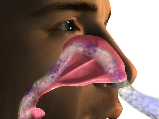 鼻腔