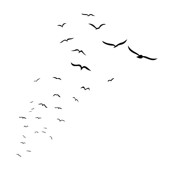 seagull