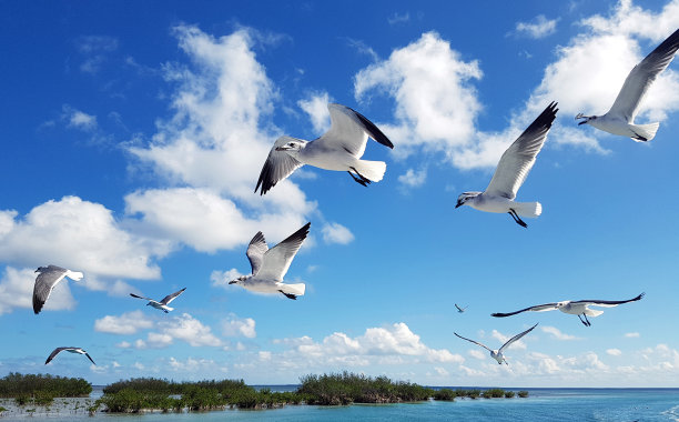 larus