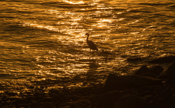 夕阳下的白鹭