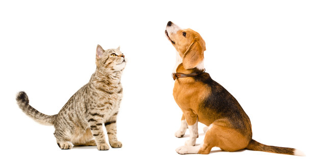 斑纹猫