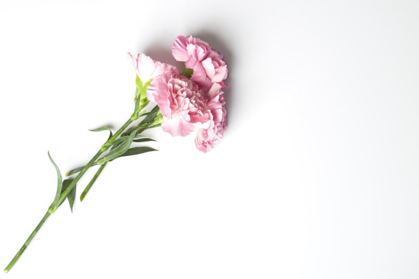 dianthus