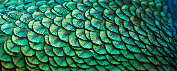 peacock