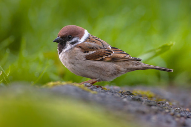 sparrow