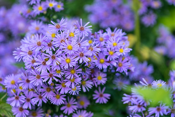 aster