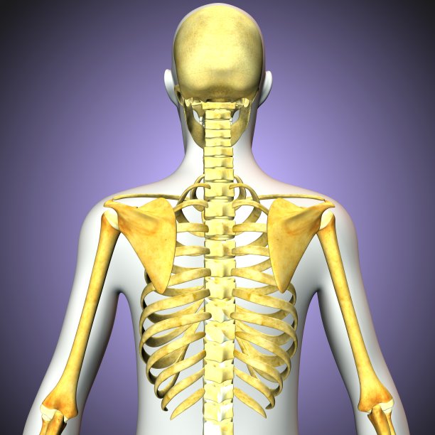 shoulder