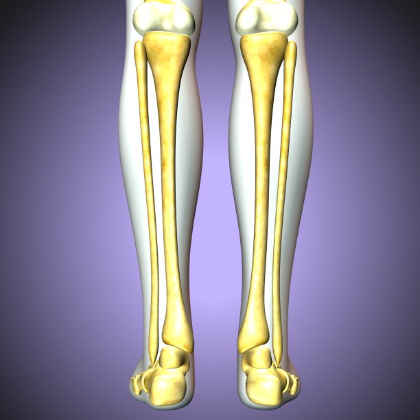 tibia