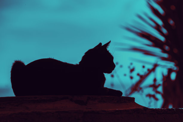 stray