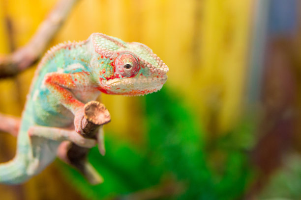 chamaeleon