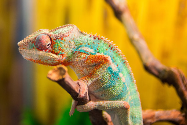 chamaeleon