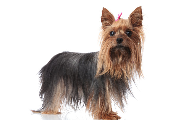 terrier