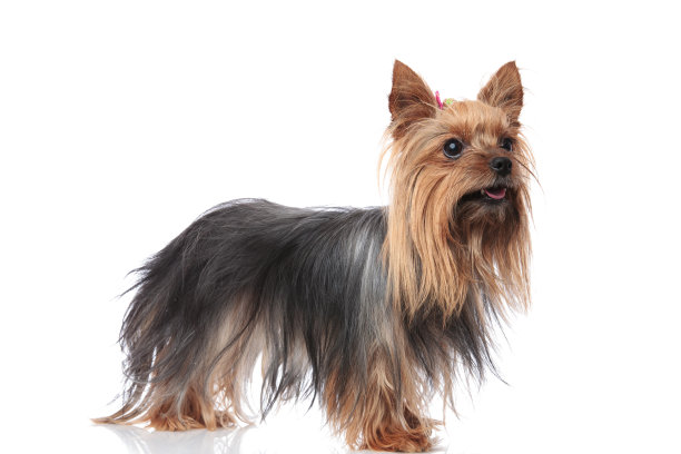 terrier