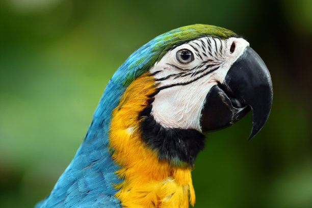 macaws