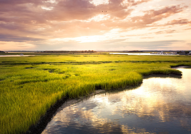 wetland