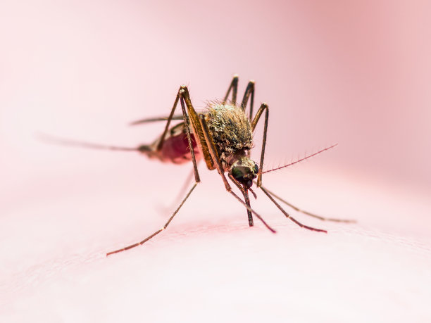 mosquito
