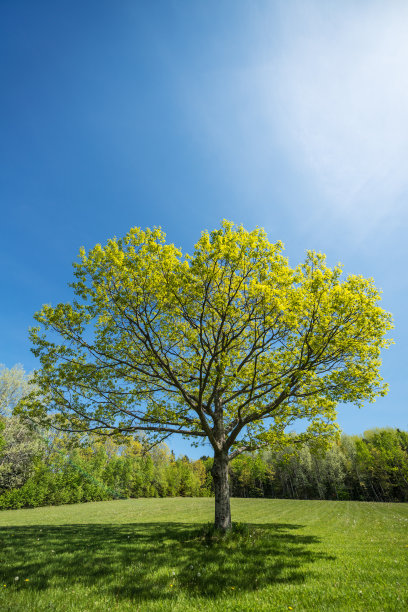 maple