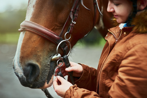 horse