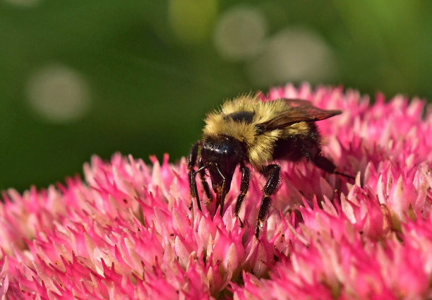 pollination