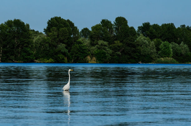 egret