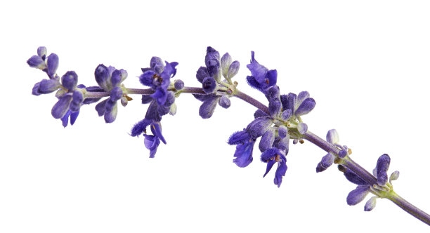 salvia