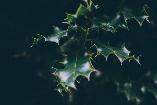 holly