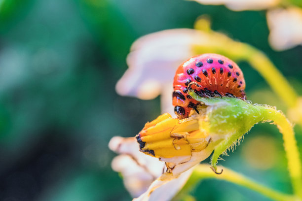 beetles