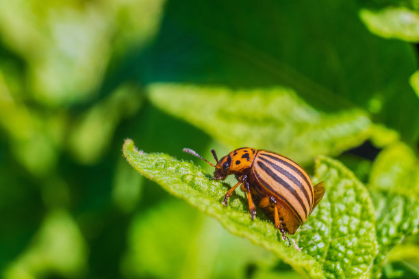 beetles