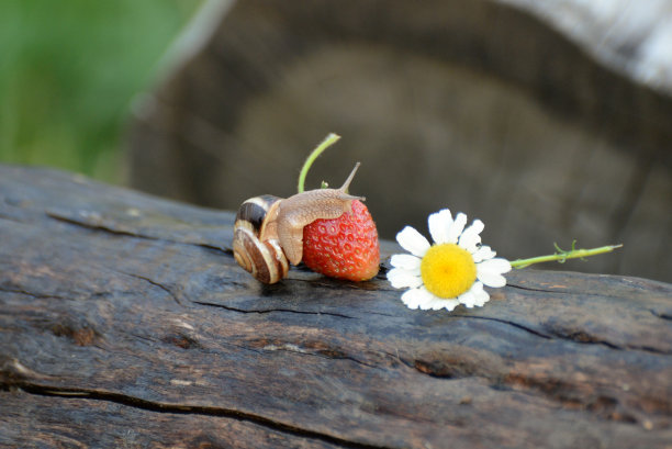 菜园蜗牛
