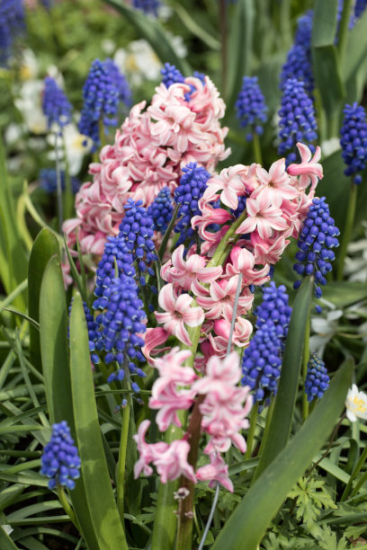 hyacinth