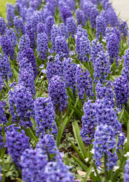 hyacinth