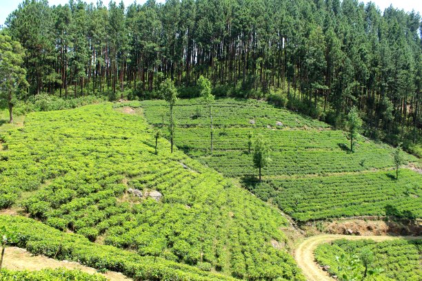 高山茶园梯田