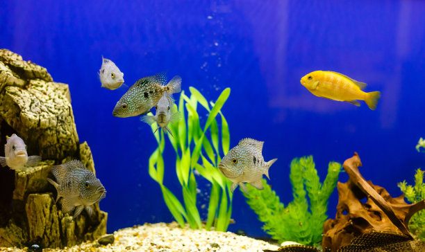 aquarium